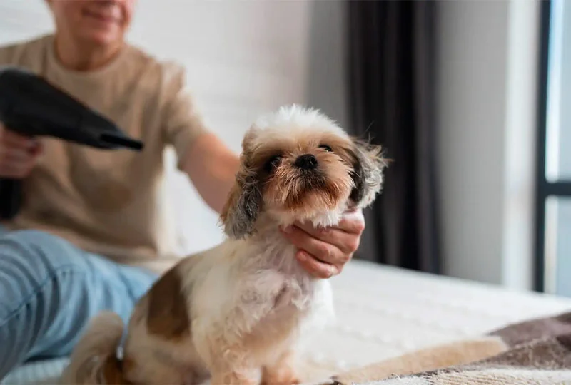 Quel chien ne perd pas ses poils